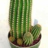Echinopsis_1